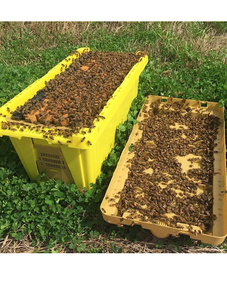 2025 Bees - 5 Frame Nuc of Bees – TheValleyHive