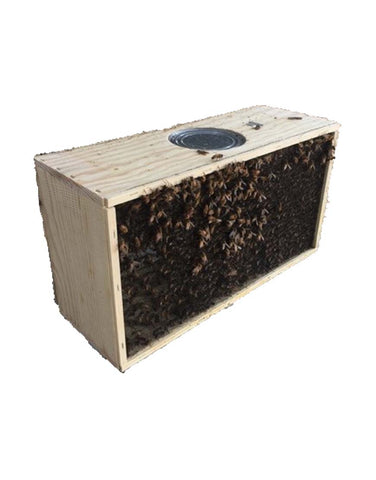 2025 Bees - Package of Bees